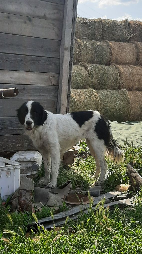 Femelă ciobănesc de Bucovina