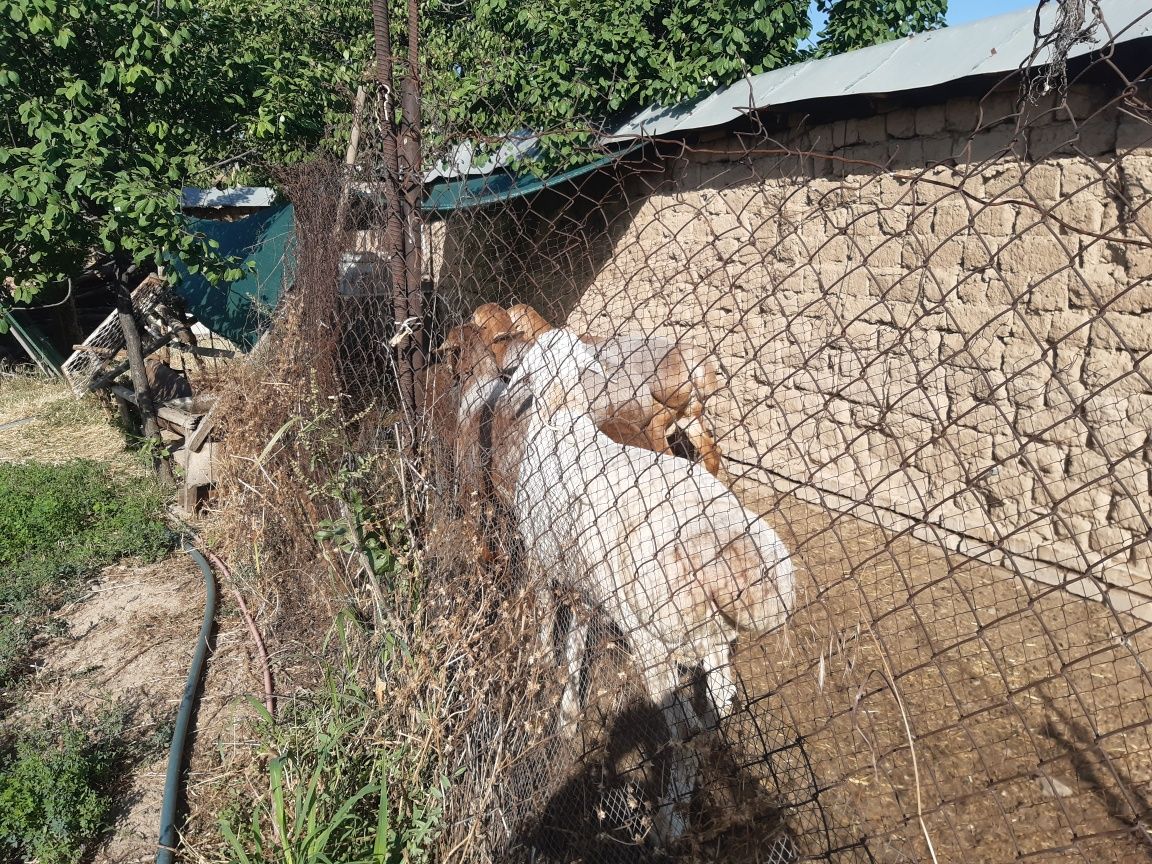Гибрит кучкорлар