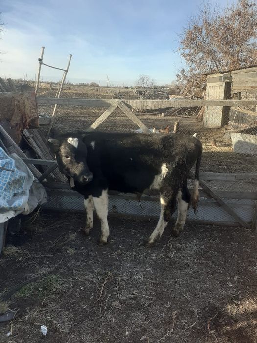 Продам бычка либо обмен на жеребёнка