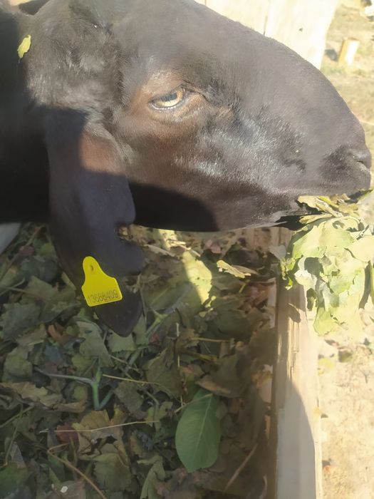 Дерзкий Қошқар Гиссар