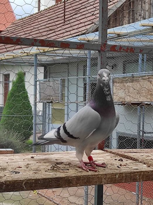 Vand porumbei voiajori sport