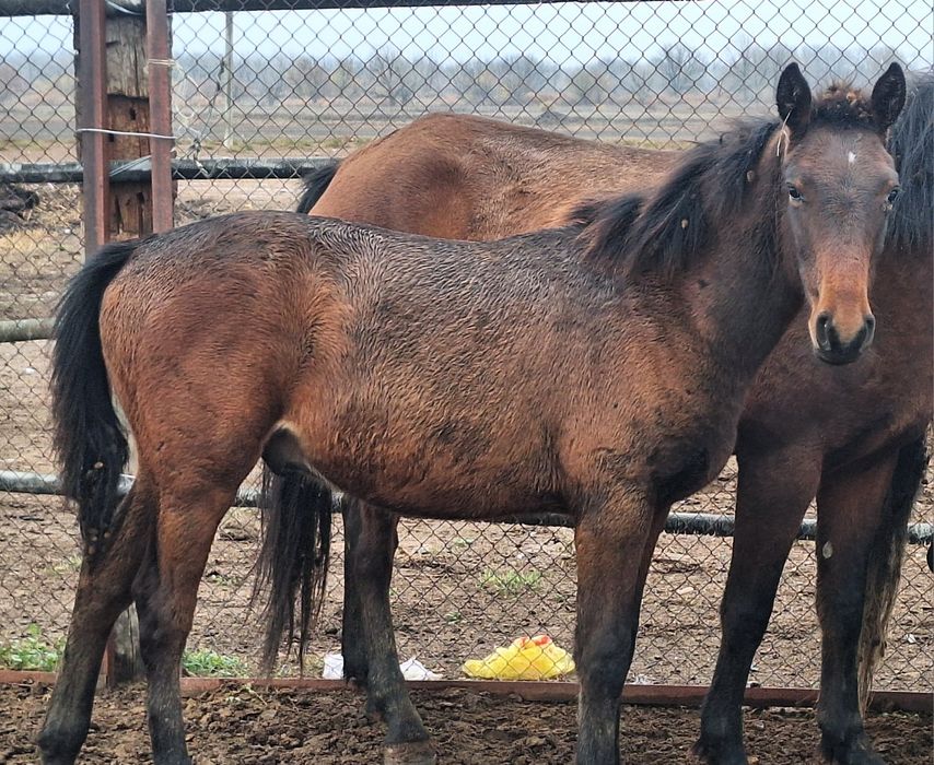 Асыл тұқымды жабағылар сатылады