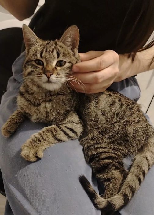 Кошка,мысық,котенок