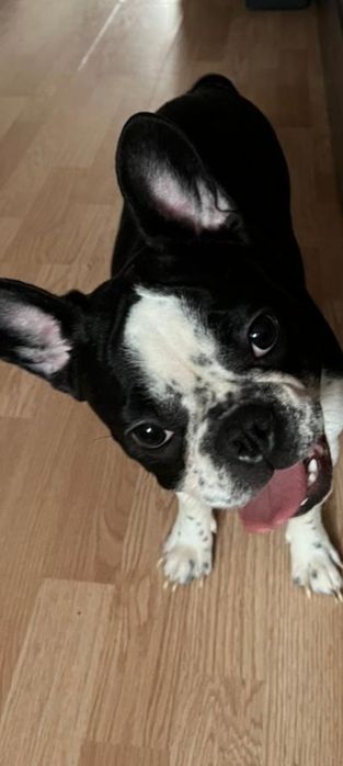 Французская радость бульдожья