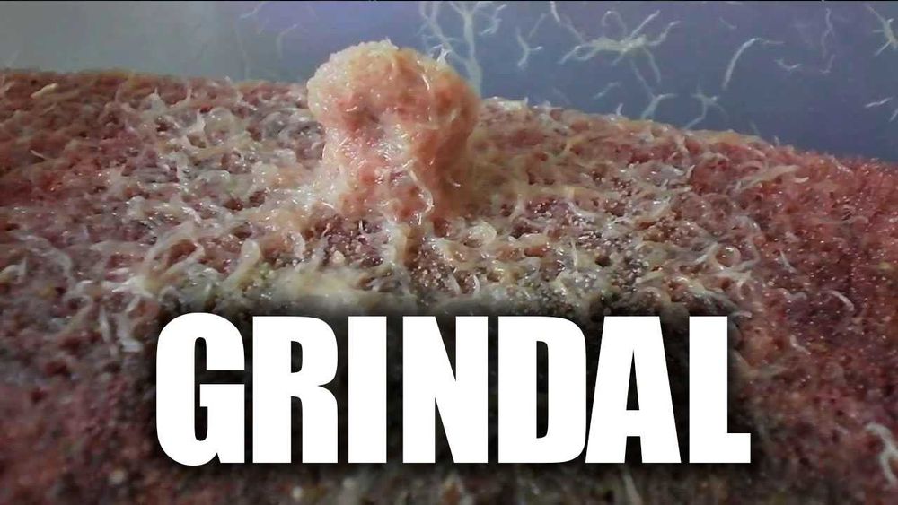 Grindal pentru pestii de acvariu