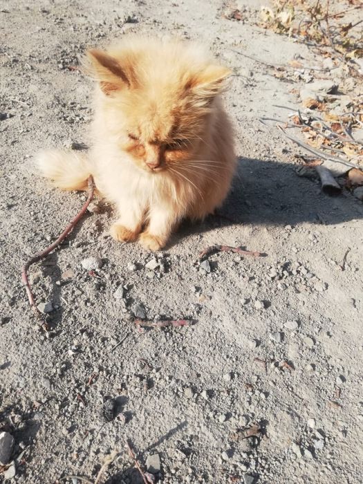 Котята бесплатно