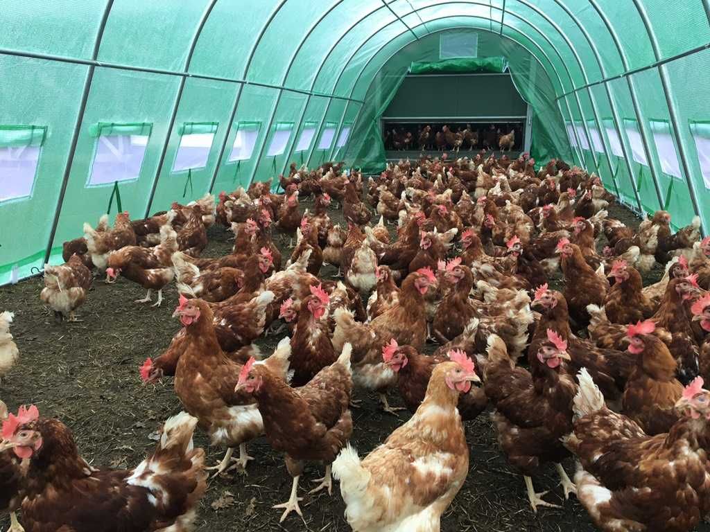 Solarii gradina diverse marimi, teava galvanizata, folie armata
