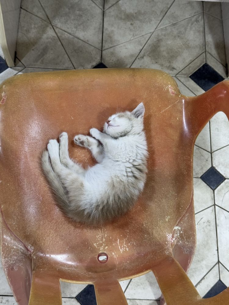 Отдам котенка в добрые руки