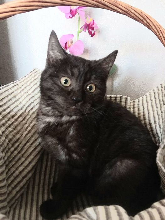 Няшный комочек счастья ищет добрых хозяев, станет талисманом удачи))