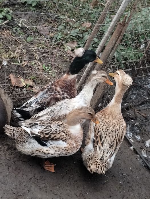 Păsări de vânzare- rațe românești cu moț