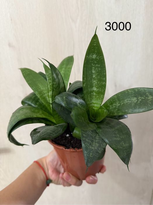 Продам комнатные цветы