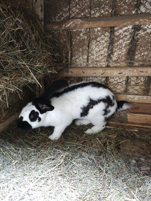 Fluture pestriț german.