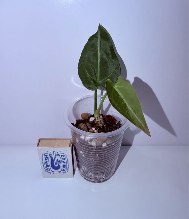 Антуриум, комнатные растения, комнатные цветы