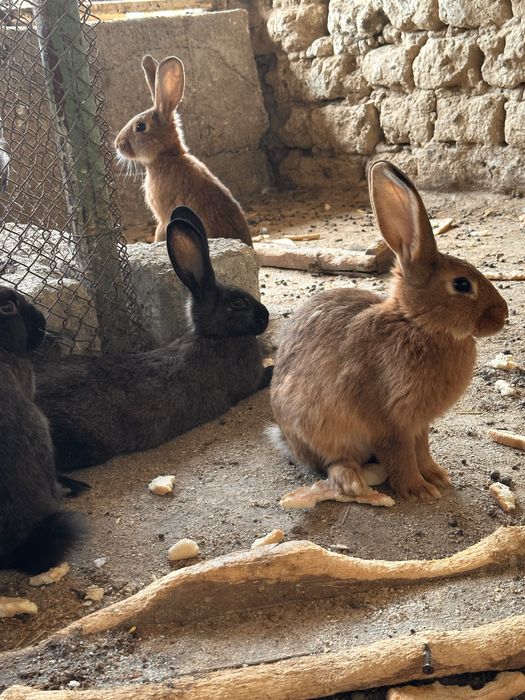 Quyonla sotiladi zoti otasi burgunder onasi velikan