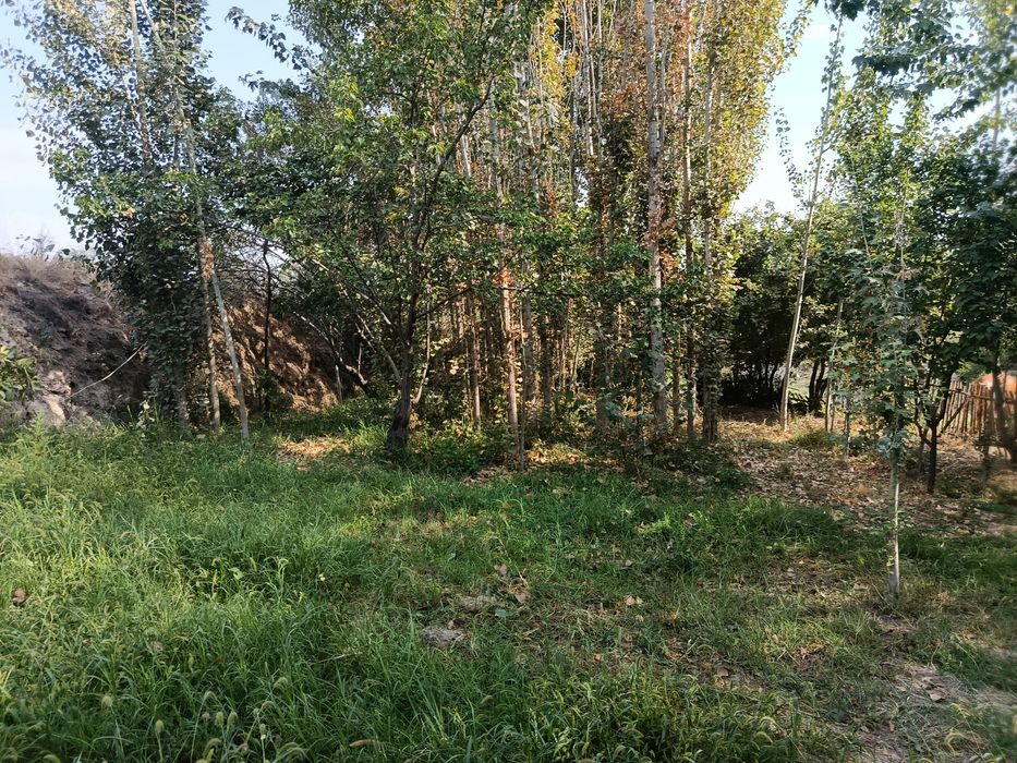 Бог мевали дарахти