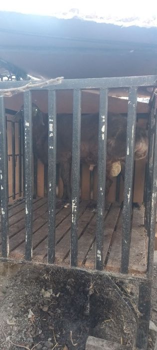 Баран Арашан!Арашан Куй Сотилади