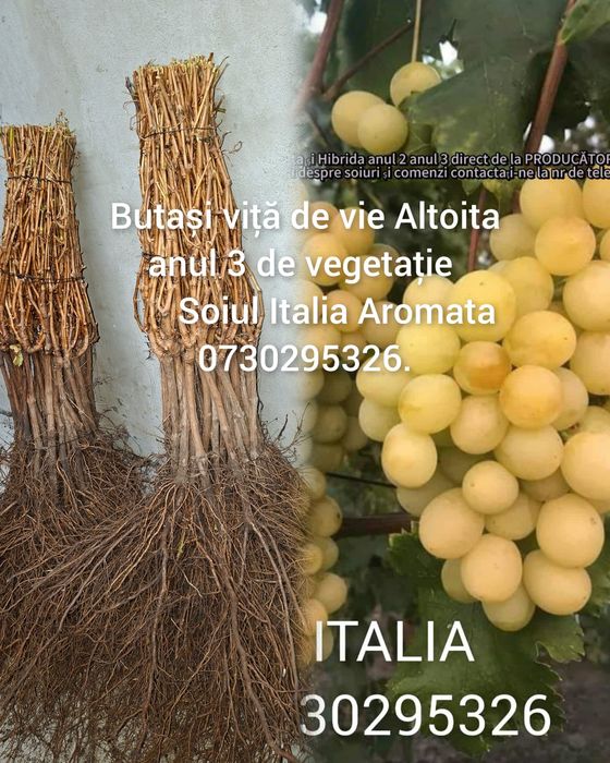 Vând Butași viță de vie Altoita și Hibrida direct de la PRODUCĂTOR
