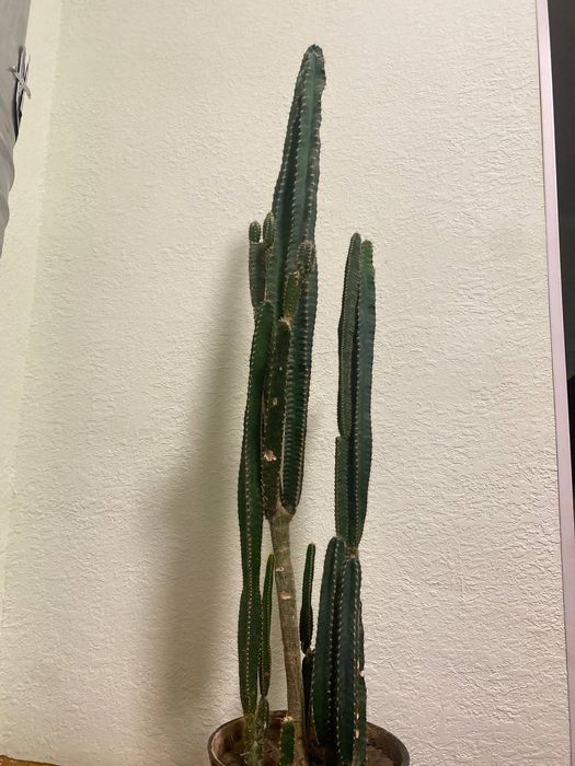 Kaktus guli sotiladi