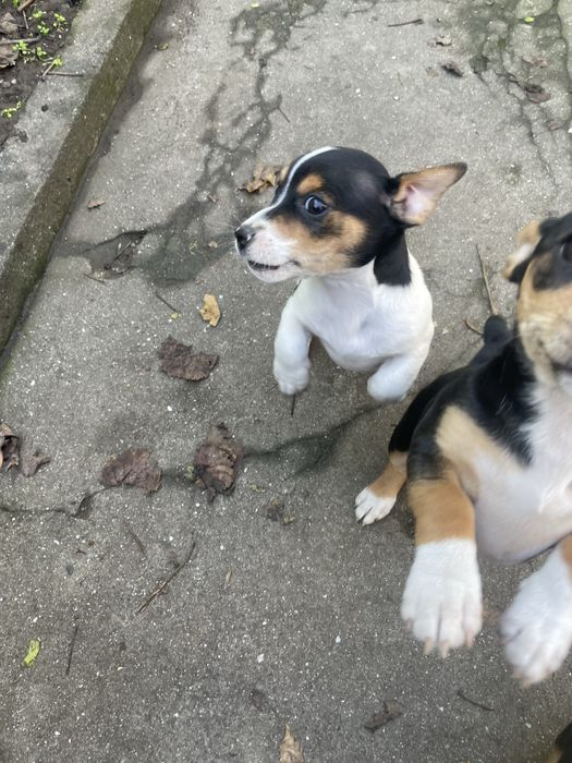 Джак Ръсел подарявам