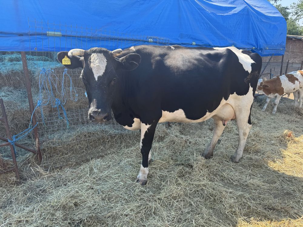 Vaca de lapte holstain