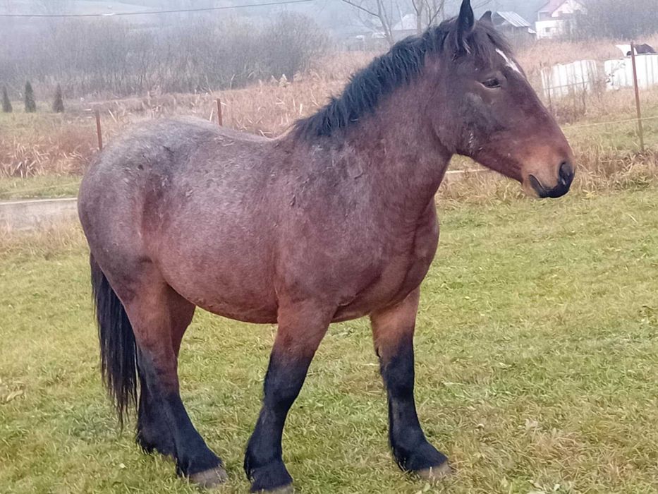 Vand manz de 2 ani jumătate!
