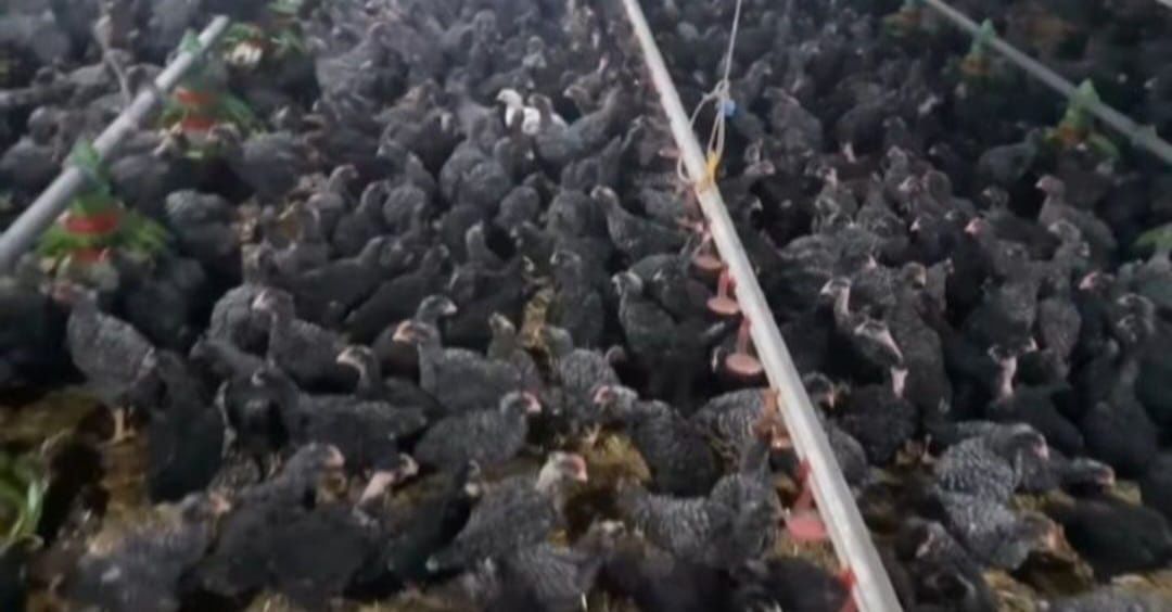 Pui alb de carne și Pui rasă mixtă