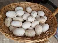 Яйца гусинные и утинные на инкубацию.