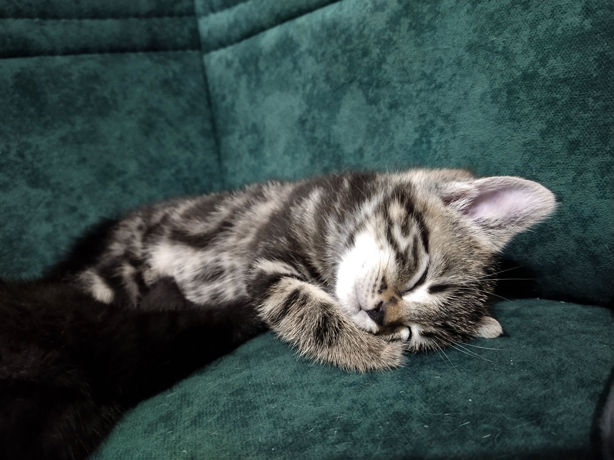 Котята породистые