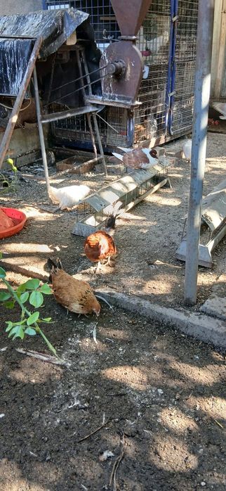 Găini pitice și cocoșei