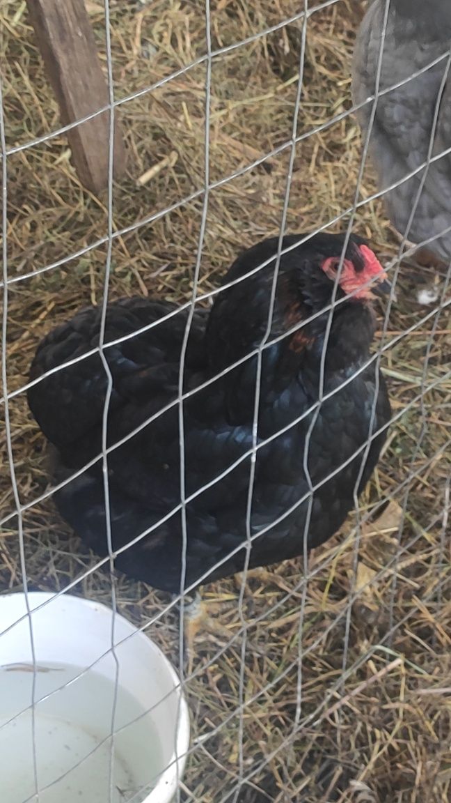 Oua de incubat Araucana, GGT, New Hampshire