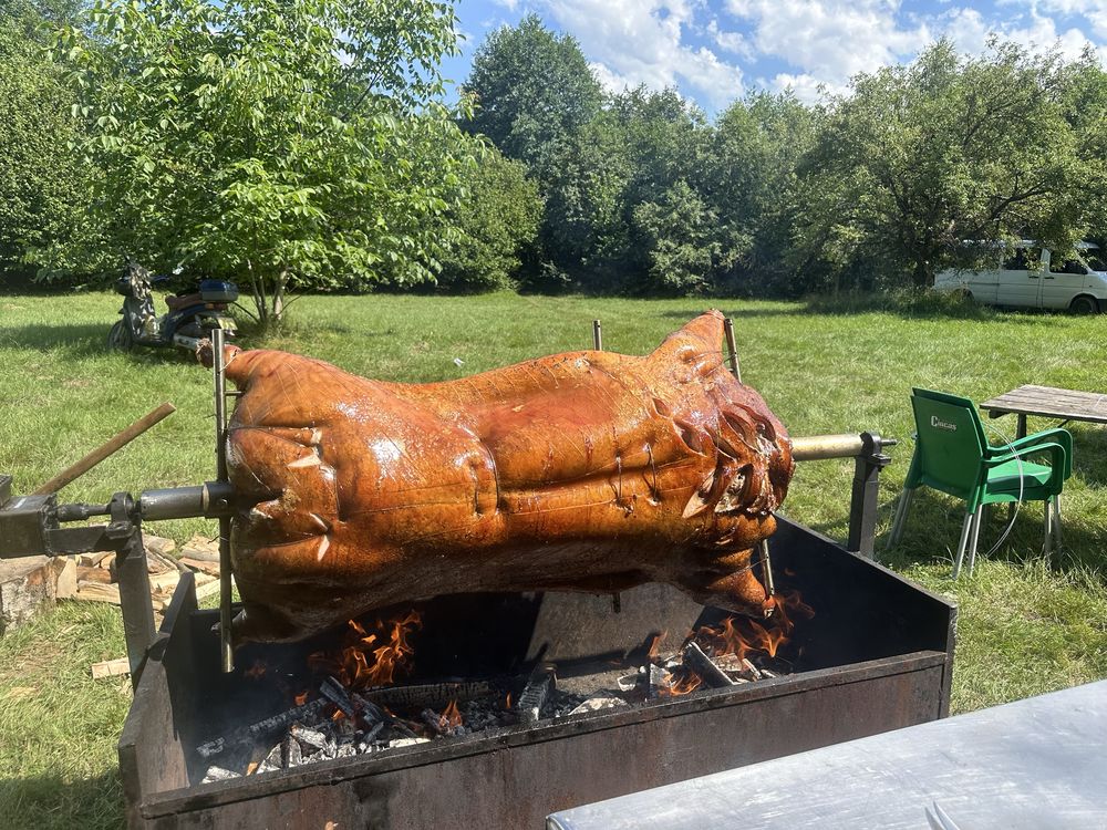 Porc facut la protap !