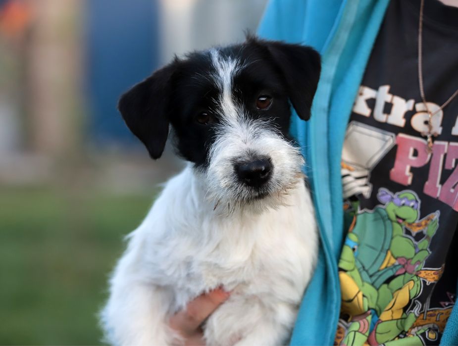 Джек рассел, жесткошерстная девочка