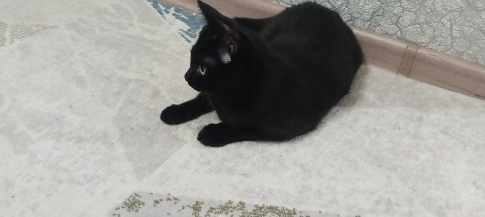 Отдам кошечку подросток