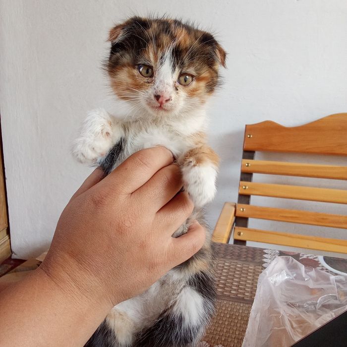 Отдам в хорошие руки