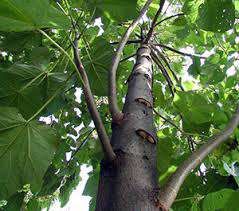 Paulownia 20 lei ghiveciul