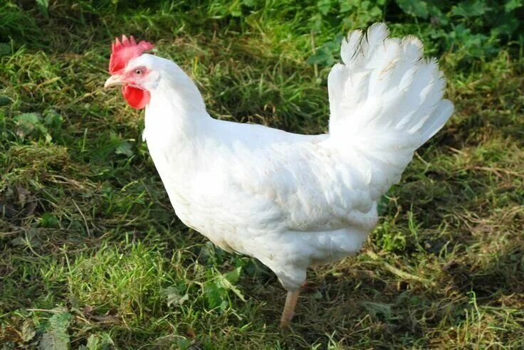 Продам петухов породы Леггорн и Борковская Барвистая