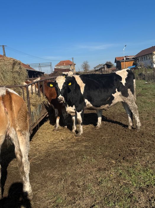 Vând vaci bălțate și holstain