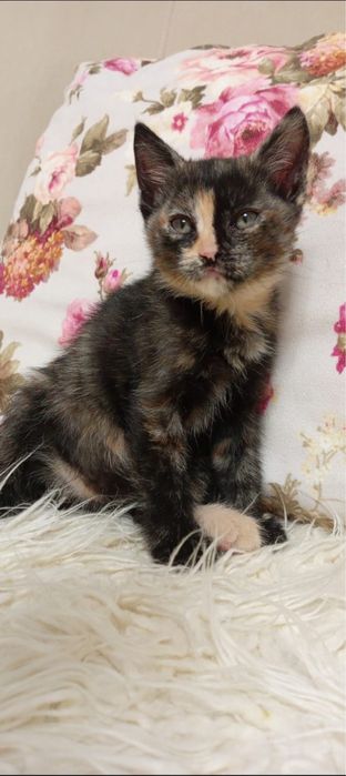 Отдам котят в хорошие руки