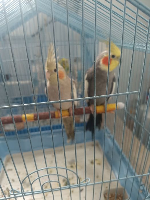 Vând pereche de nimfe 350 și peruși 50 de lei bucata