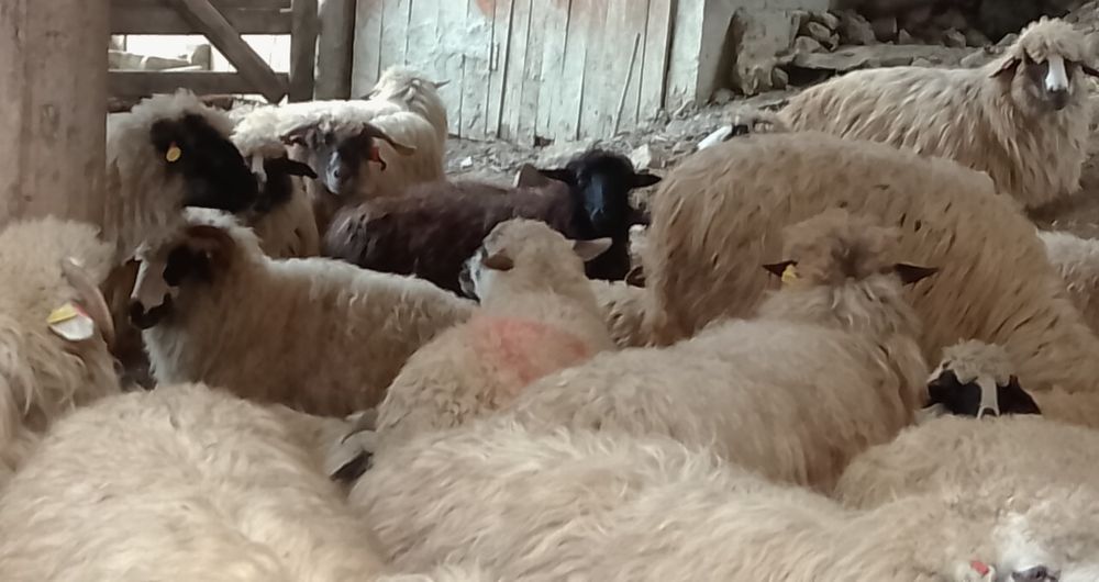 50 de oi spre vânzare