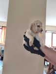 Pui Cocker Spaniel