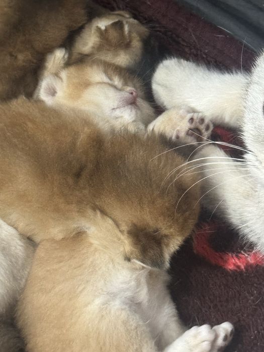 Продаются котята Шотладской породы!