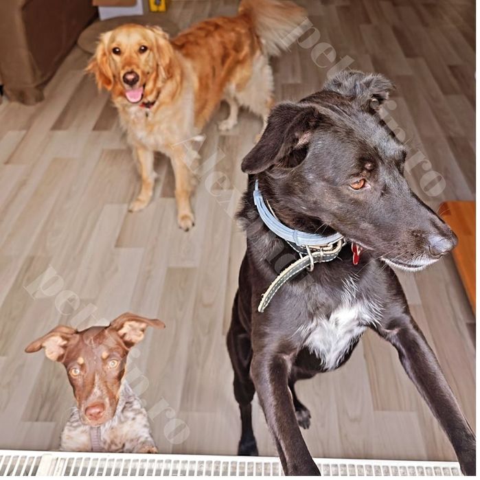 Cazare animale/Pet sitter/Plimbare căței/Vizite