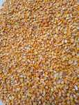 Vand porumb 1.5 lei per kg