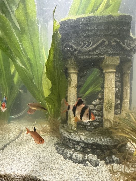 Acvariu complet echipat – gata de utilizare!