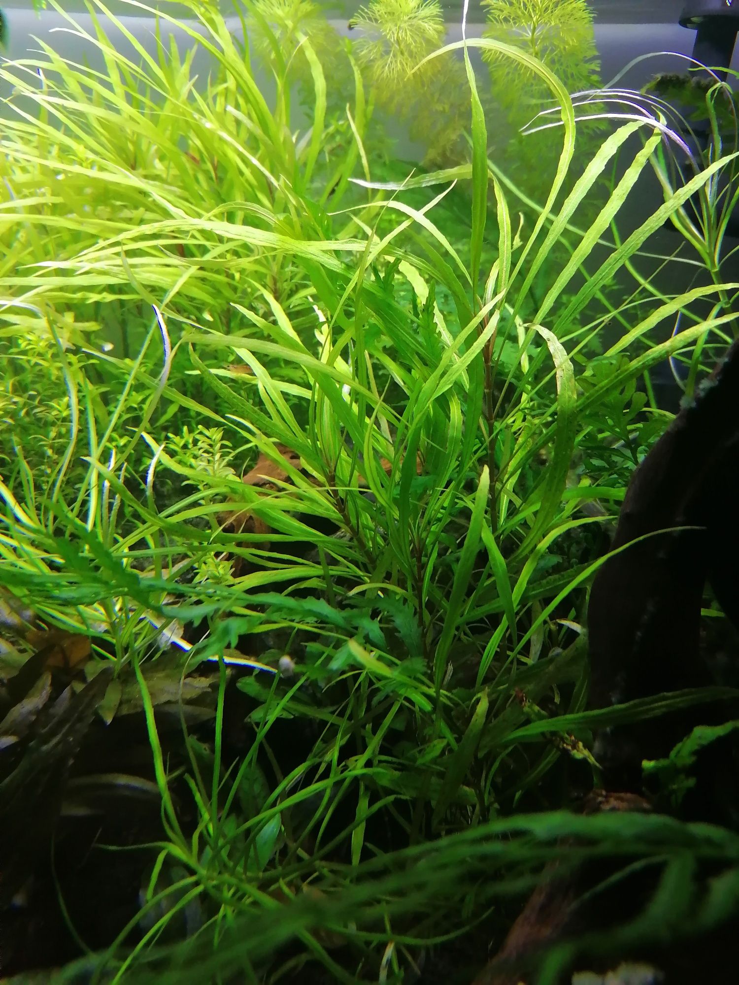 Растения и мъх за аквариум