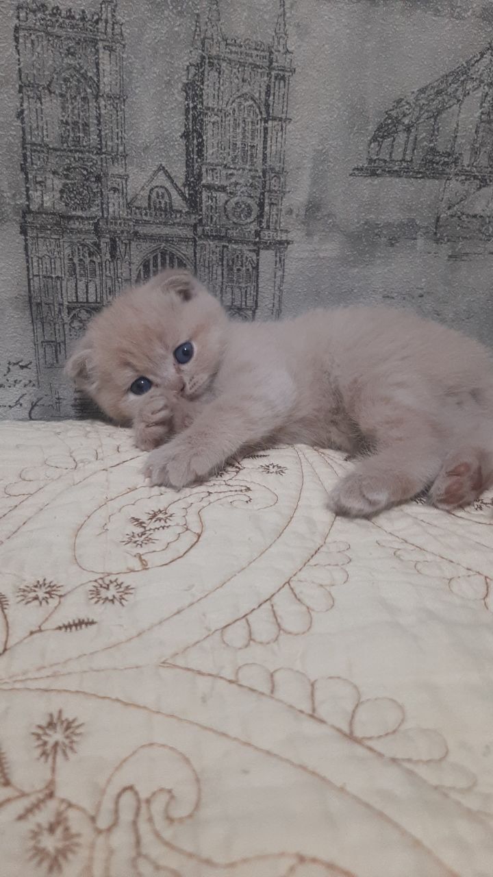 Шотландские вислоухие