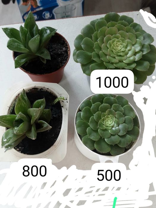 Хавортия плауновидная, эхеверия