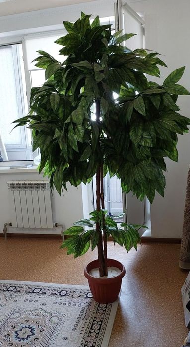 Продам декоративное дерево в горшке.