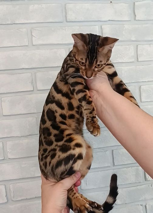 Бенгальские котята